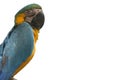 Yellow blue parrot on the white background Royalty Free Stock Photo