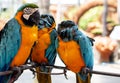 Yellow-blue parrots Royalty Free Stock Photo