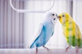 Yellow and blue parrots Royalty Free Stock Photo