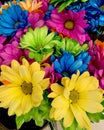 Yellow, blue pink and green daisies. Royalty Free Stock Photo