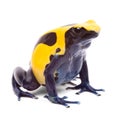 Yellow blue poison dart frog Royalty Free Stock Photo