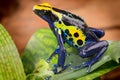 Yellow blue poison dart frog Royalty Free Stock Photo