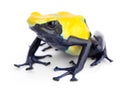 Yellow blue poison dart frog Dendrobates tinctorius Royalty Free Stock Photo