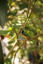 Yellow, blue and purple Lady Gouldian finch Erythrura gouldiae Royalty Free Stock Photo