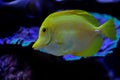 Yellow, blue and striped marine fish in aquarium wih corals Royalty Free Stock Photo