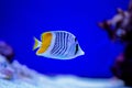 Yellow, blue and striped marine fish in aquarium wih corals Royalty Free Stock Photo