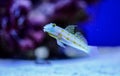 Yellow, blue and striped marine fish in aquarium wih corals Royalty Free Stock Photo