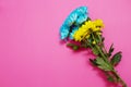 Yellow and blue summer flowers composition isolated on pink background. Mother and women day. Valentine holidays concept. Top view Royalty Free Stock Photo