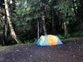 A yellow and blue tent placed at a camping site surrounded by lush forest and ferns, at Kagan Bay Recreation Site, Haida Gwaii.