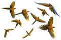 9 Yellow and blue tropical parrots isolated and FLYING Royalty Free Stock Photo