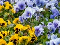 Yellow and blue Viola Cornuta pansy flowers bloom Royalty Free Stock Photo