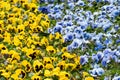 Yellow and blue Viola Cornuta pansy flowers bloom Royalty Free Stock Photo