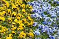 Yellow and blue Viola Cornuta pansy flowers bloom Royalty Free Stock Photo