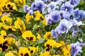 Yellow and blue Viola Cornuta pansy flowers bloom Royalty Free Stock Photo