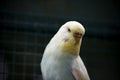 Yellow-blue wavy parrot on a dark green natural background. Royalty Free Stock Photo