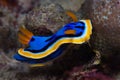 Yellow, blue, white, purple and black nudibranch. Underwater photo. Philippines Royalty Free Stock Photo