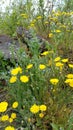 Clumps of yellow and blue wild spring flowers