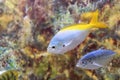 Yellow and blueback fusilier