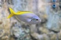 Yellow and blueback fusilier