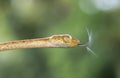 Yellow Blunt-headed Vine Snake with tongue flicking Royalty Free Stock Photo