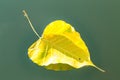 Yellow bodhi leaf falling down on the river Royalty Free Stock Photo