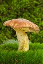 Yellow boletus on the green moss Royalty Free Stock Photo