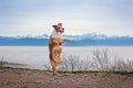 Red dog dance in mountains Royalty Free Stock Photo