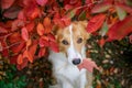 Dog holds autumn leaf