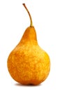 Yellow bosc pears Royalty Free Stock Photo