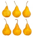 Yellow bosc pears Royalty Free Stock Photo