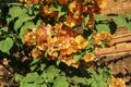 Yellow bougainvillea, close-up Royalty Free Stock Photo