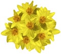 Yellow bouquet of daffodils on a white background isolated with clipping path. no shadows. Closeup. Royalty Free Stock Photo