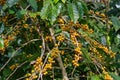 Yellow coffee fruit tree Royalty Free Stock Photo