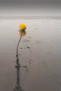 Yellow bouy on a chain on a beach Royalty Free Stock Photo