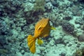 Yellow boxfish