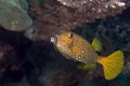 Yellow boxfish fem. (ostracion cubicus). Royalty Free Stock Photo