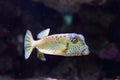 Yellow boxfish