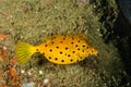 Yellow boxfish juvenile in Ambon, Maluku, Indonesia underwater photo Royalty Free Stock Photo