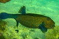 Yellow boxfish with Juvenile Cleaner Wrasse at a cleaning station in the Red Sea, Egypt. Profile portrait of yellow fish with blue Royalty Free Stock Photo