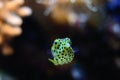 Yellow boxfish (Ostracion cubicus) Royalty Free Stock Photo