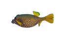 Yellow boxfish