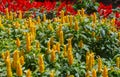 Pachystachys lutea yellow flowers on trees blooming in garden