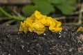 Yellow brain fungus Royalty Free Stock Photo