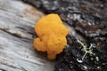 Yellow Brain Fungus Close Up Tremella Royalty Free Stock Photo