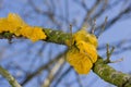 Yellow Brain Fungus on oak Royalty Free Stock Photo