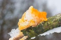 Yellow Brain Fungus on oak