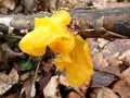 Yellow brain, golden jelly fungus, and witches` butter