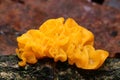 Yellow brain-like mushroom