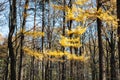 Yellow branch of larch tree in forest in autumn Royalty Free Stock Photo