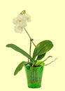 Yellow branch orchid flowers, vase, flowerpot, Orchidaceae, Phalaenopsis known as the Moth Orchid, abbreviated Phal. Royalty Free Stock Photo